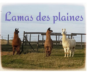 Trois lamas de l'élevage Lamas des Plaines